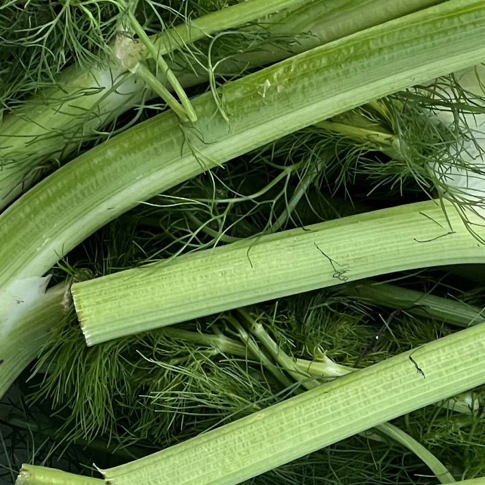 Organic English Fennel