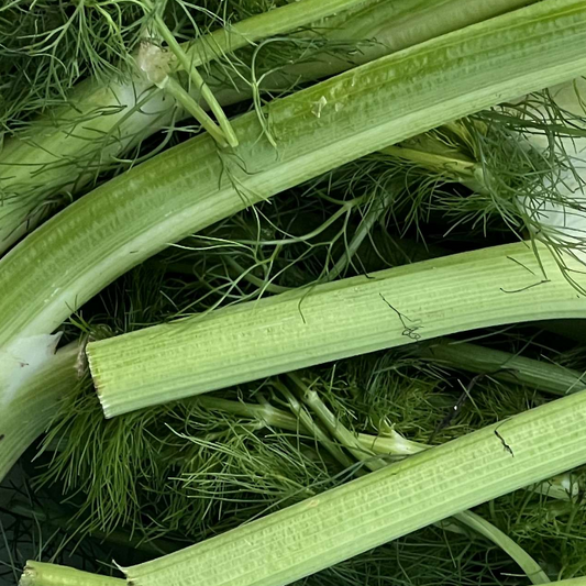 Organic English Fennel