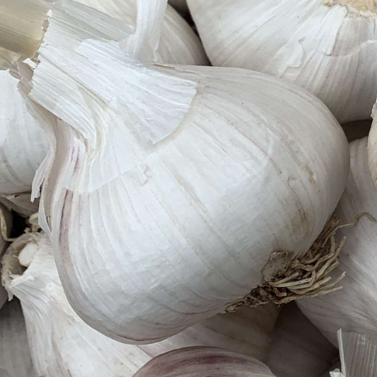 Organic Garlic Bulb