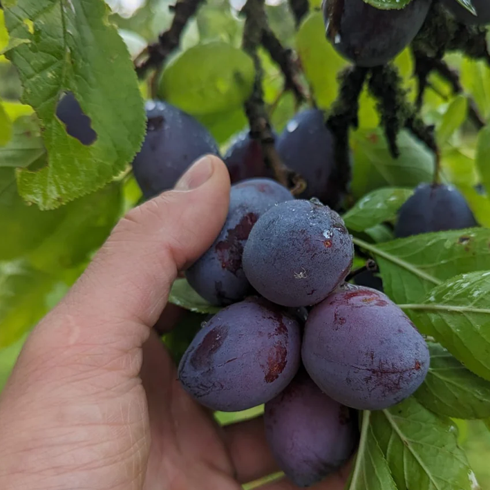 Foraged Hedgerow Harvest Preserve