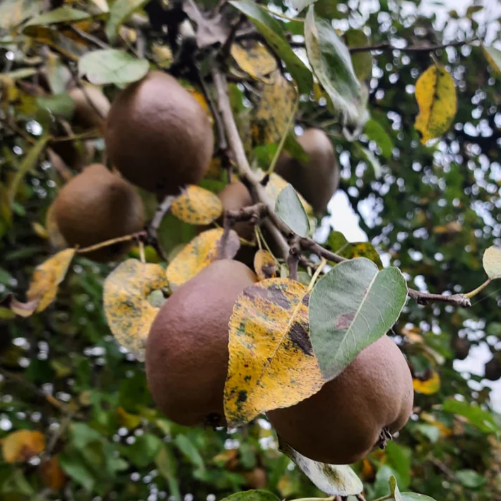 Foraged Heritage Pear Chutney