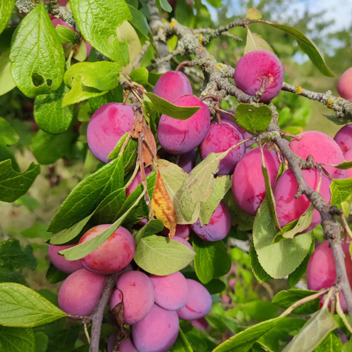 Foraged Victoria Plum Jam