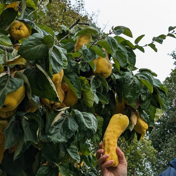 Foraged Quince Preserve