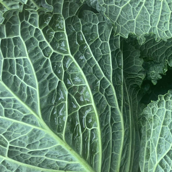 Organic English Savoy Cabbage