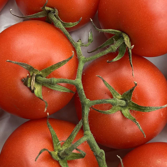 Organic Vine Tomatoes